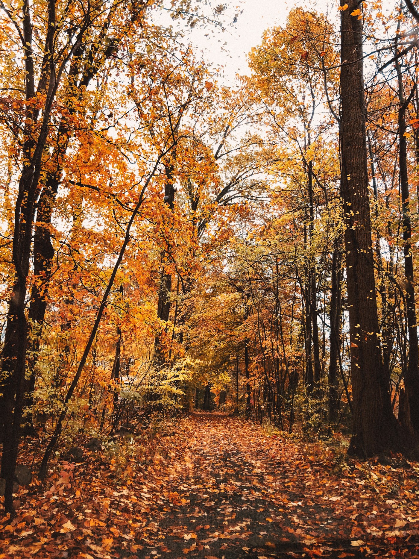 Autumn colours in Kashmir